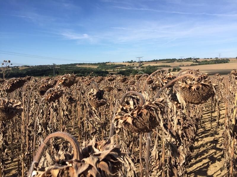 tournesol